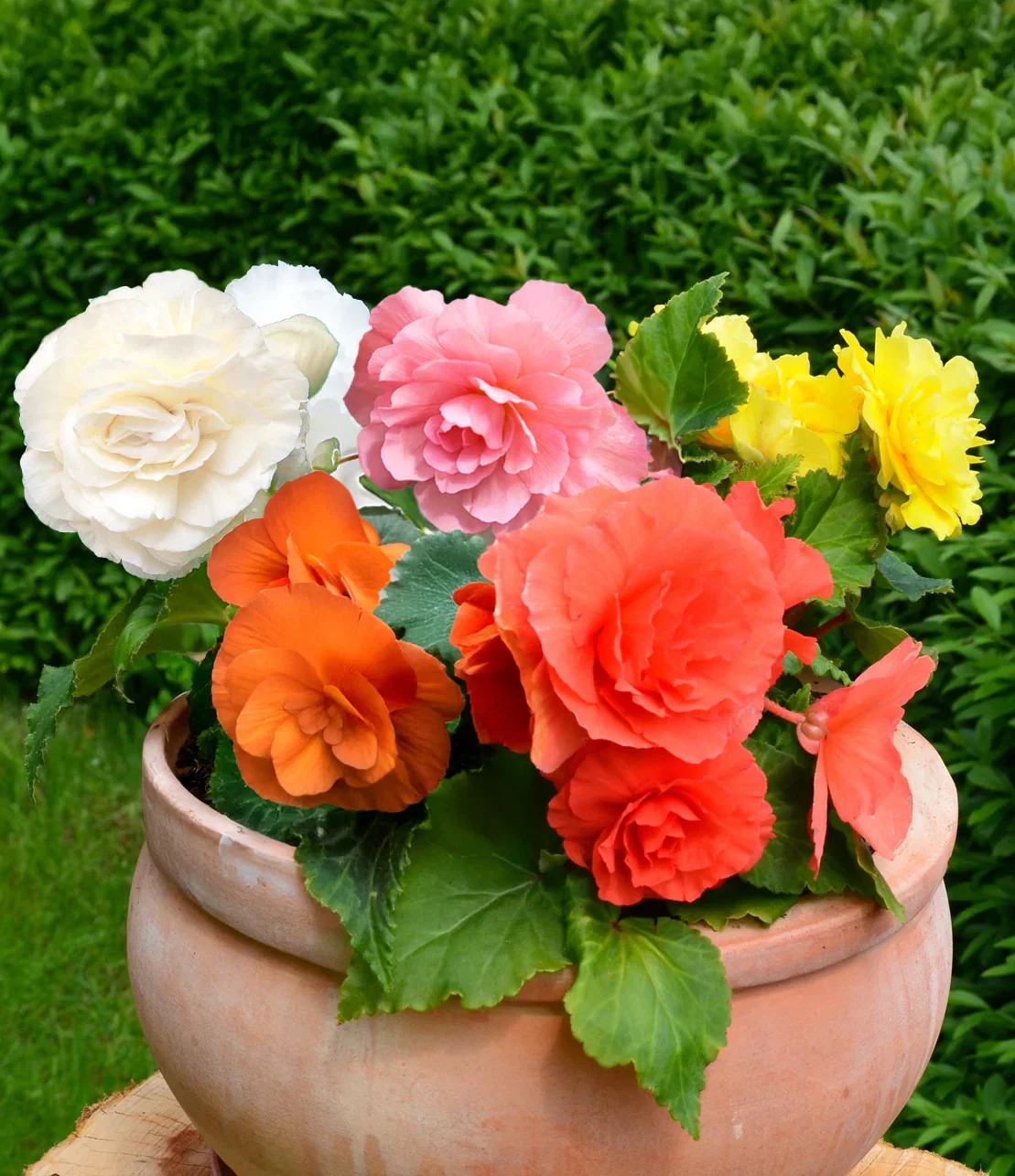 Image of Mixed Double Begonias - 9 tubers