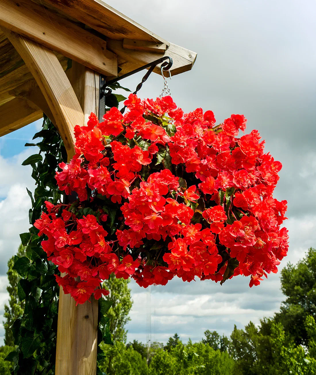 Image of Red Fragrant Hanging Basket Begonia - 3 tubers