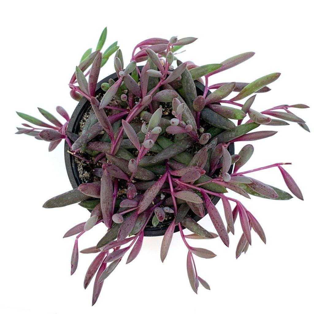 Image of Othonna capensis 'Ruby Necklace'