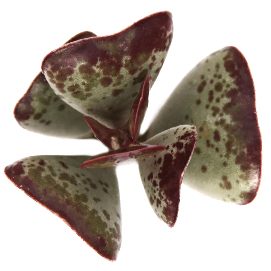 Image of Adromischus triflorus 'Calico Hearts'
