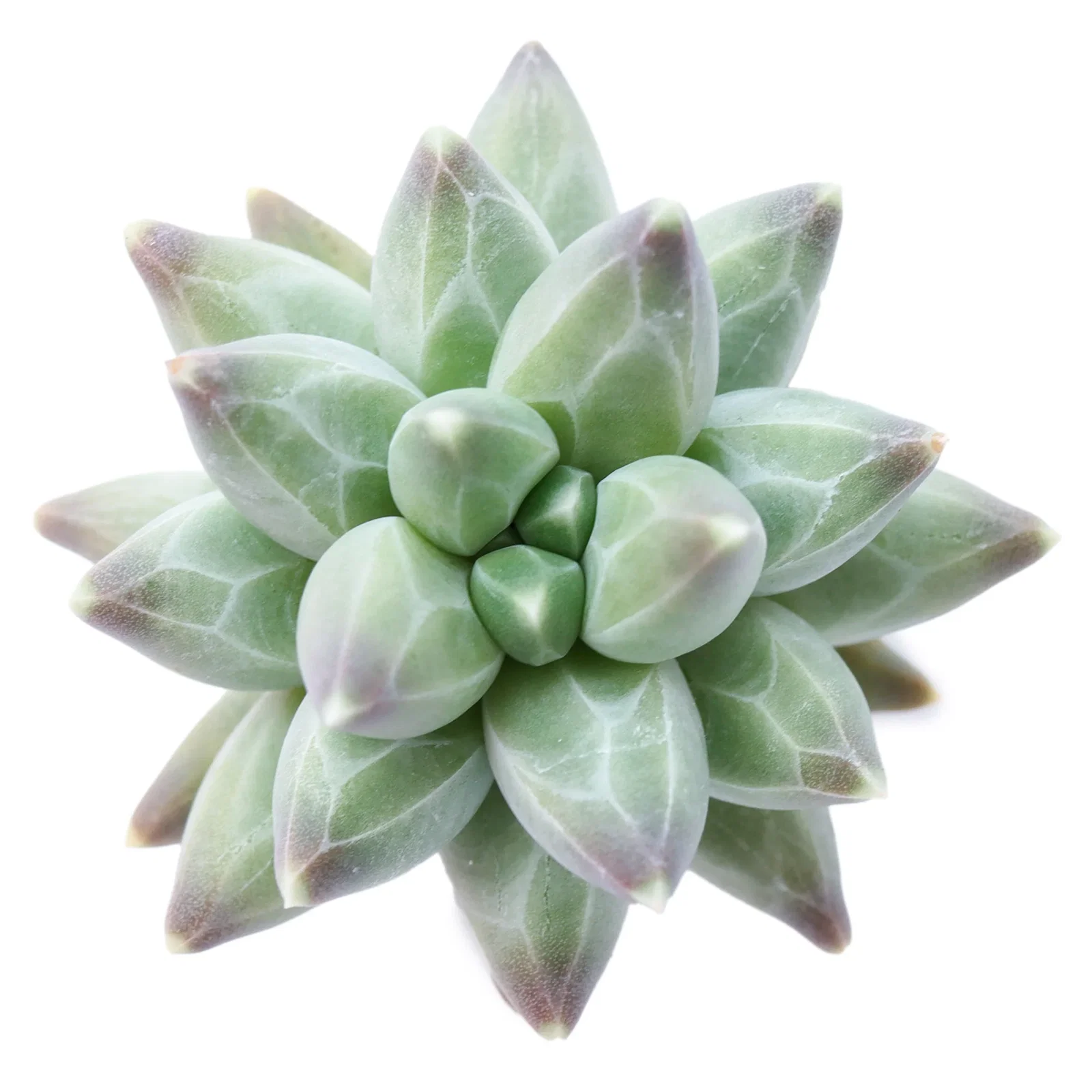 Image of Pachyphytum compactum 'Little Jewel'
