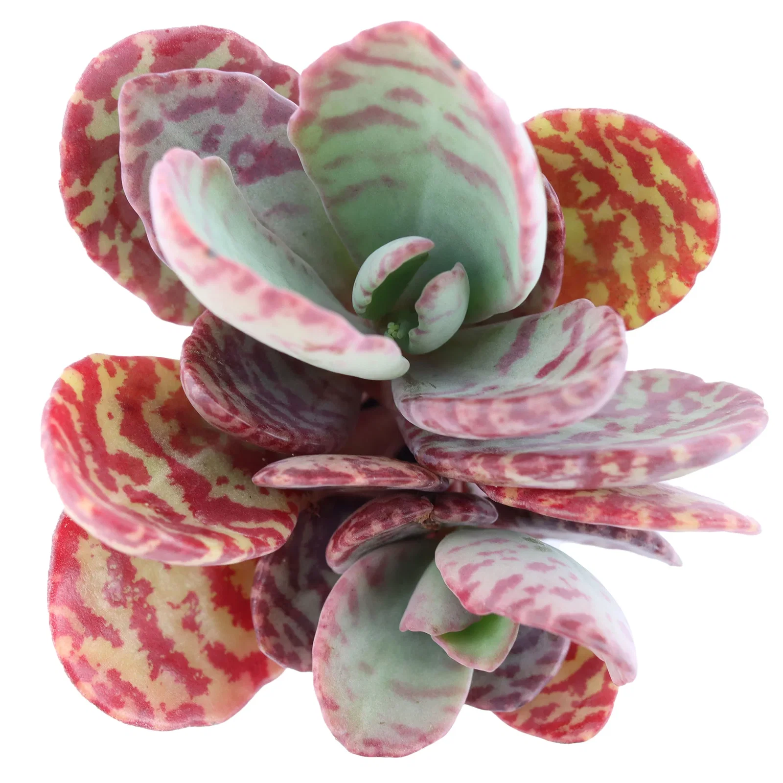 Image of Kalanchoe humilis 'Desert Surprise'