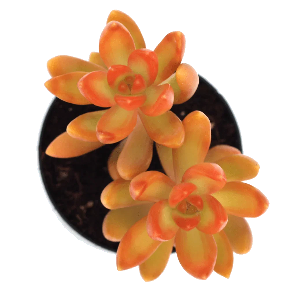 Image of Sedum nussbaumerianum 'Coppertone Stonecrop'