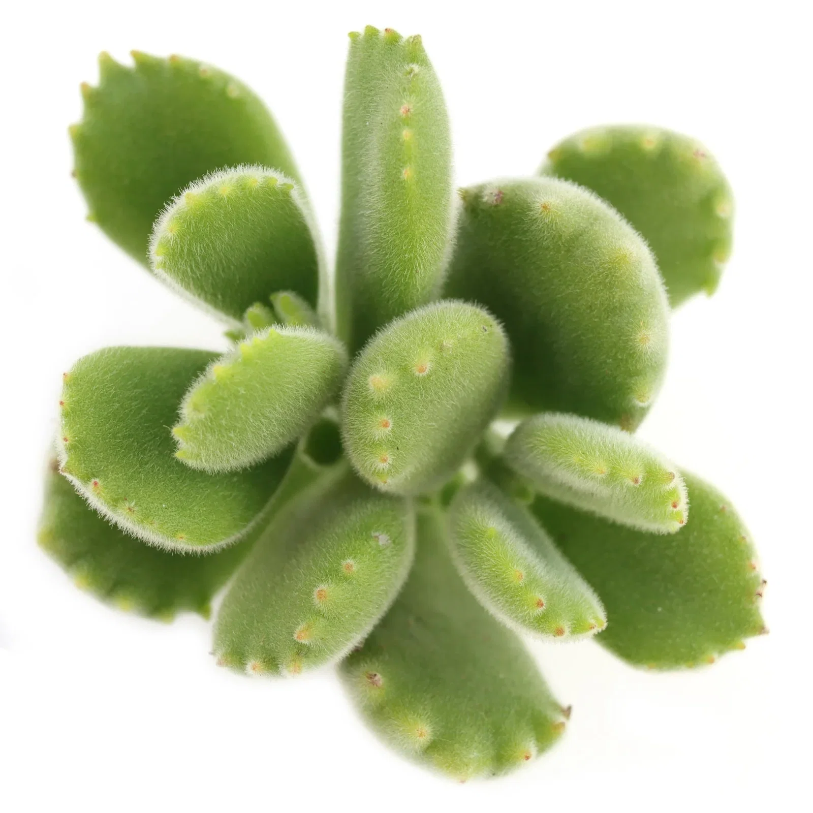 Image of Cotyledon tomentosa 'Bear's Paw'