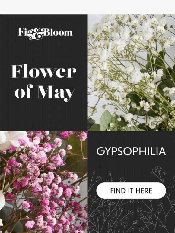 🌸The most misunderstood flower?