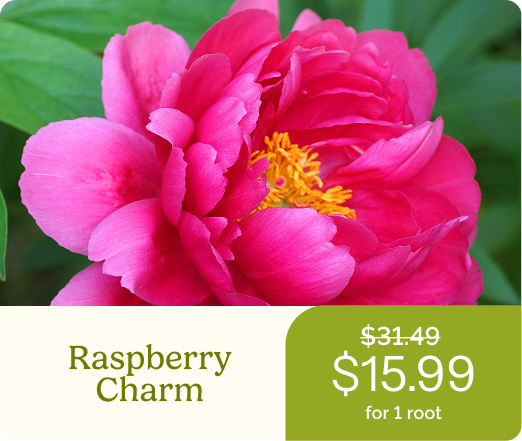 Raspberry Charm