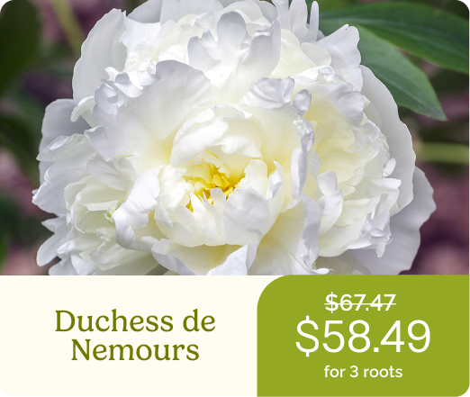 Duchess de Nemours