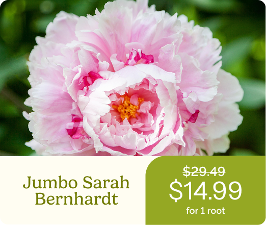 Jumbo Sarah Bernhardt