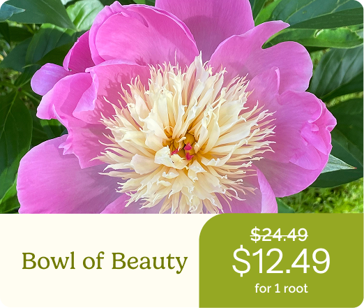 Bowl of Beauty