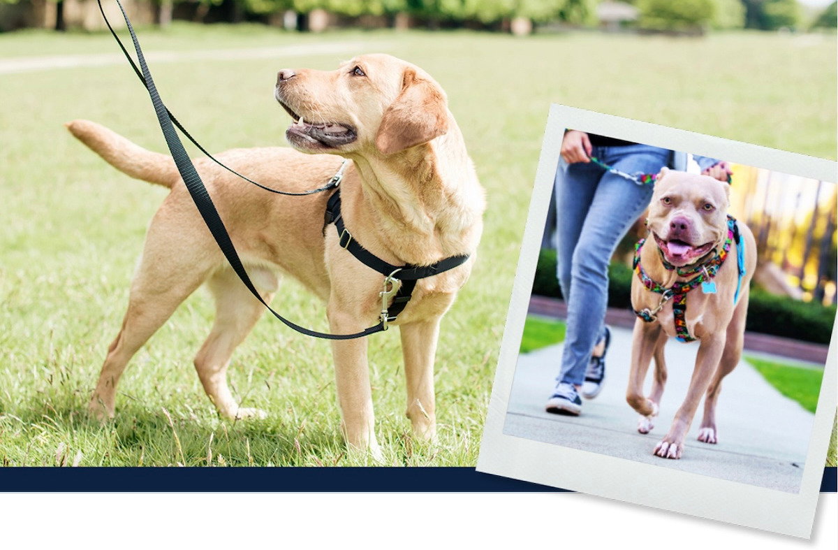 Fix your dog walk envy with the Freedom No-Pull Harness!