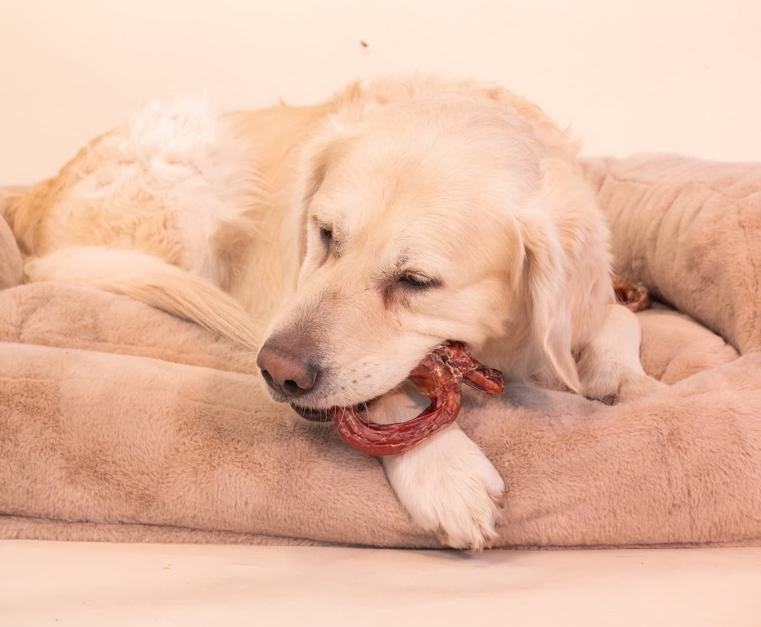 pup chewing on a chew