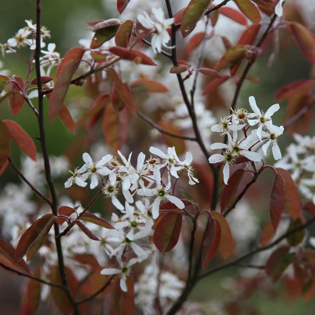 Amelanchier lamarckii