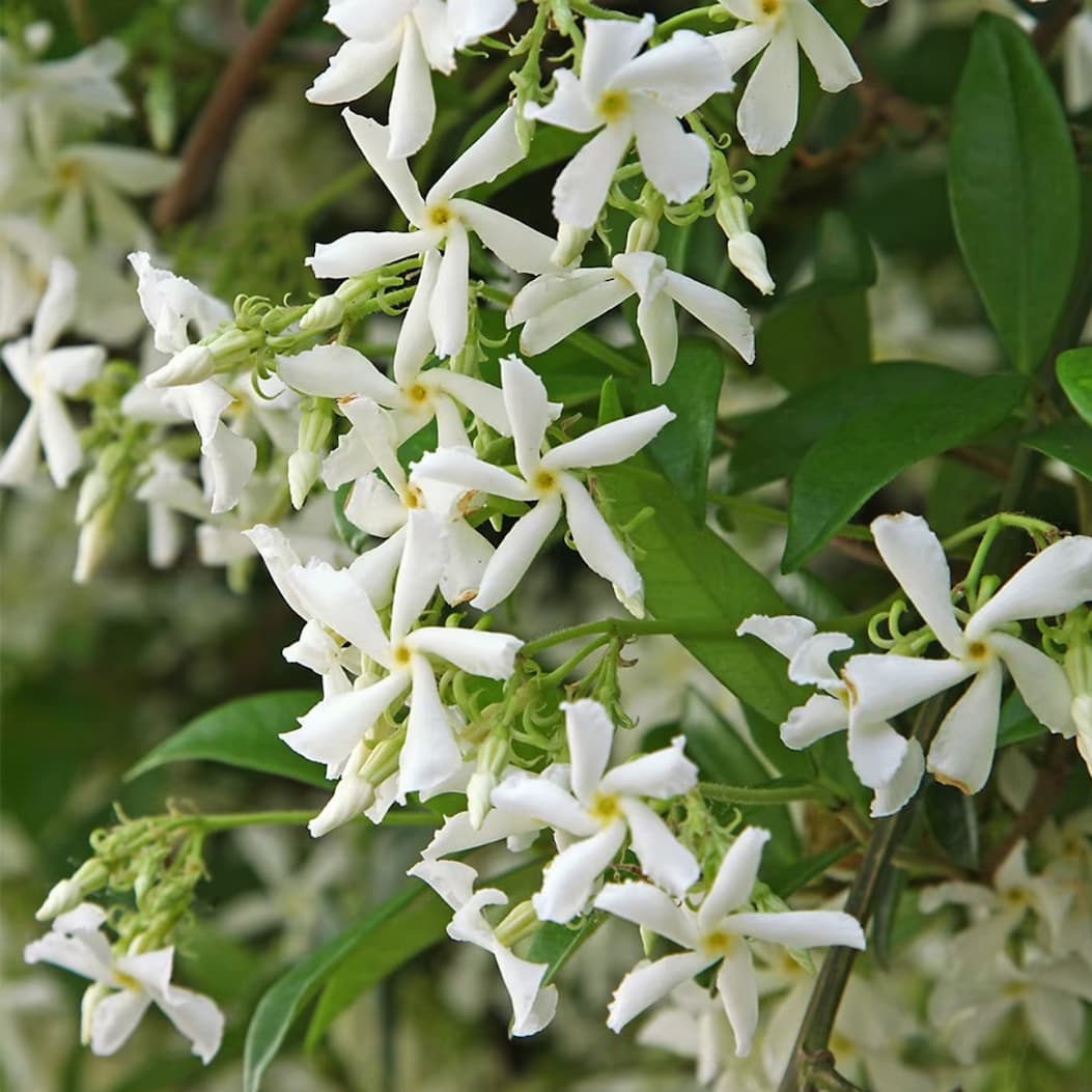 Trachelospermum jasminoides