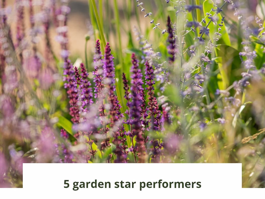 5 garden star performers
