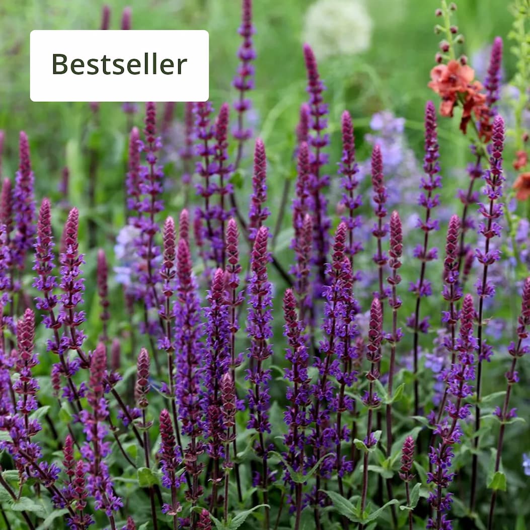 Salvia nemorosa 'Caradonna'