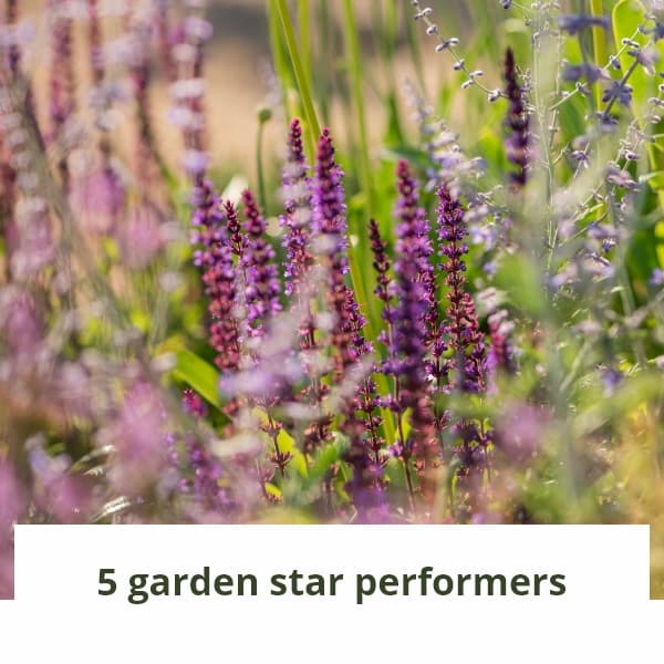 5 garden star performers