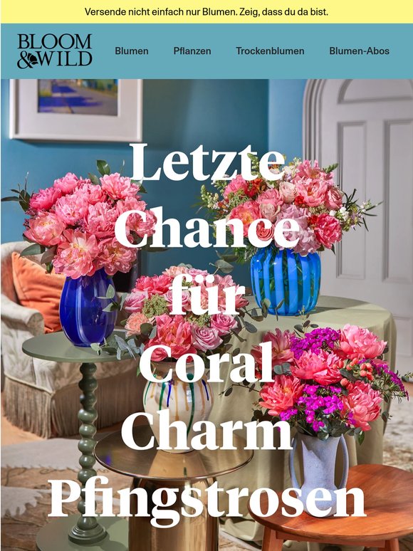 Letzte Chance: Coral Charm Pfingstrosen 🌸