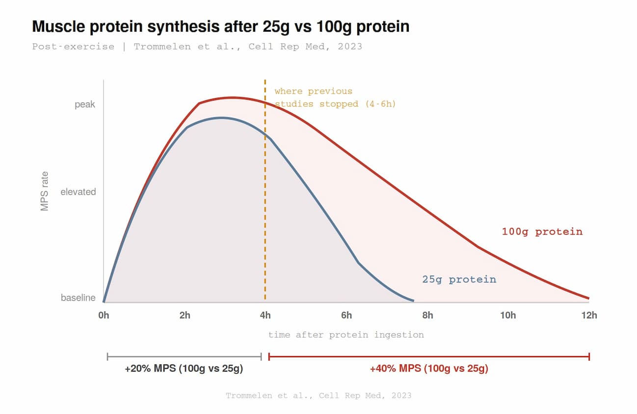 Muscle protein synthesis chart: 25g vs 100g protein over 12 hours