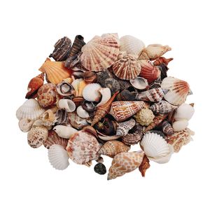 Image of US Shell Sea Shells, Medium - 1 Lb