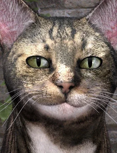 T3d Meow Xpress 2 for Daz House Cat