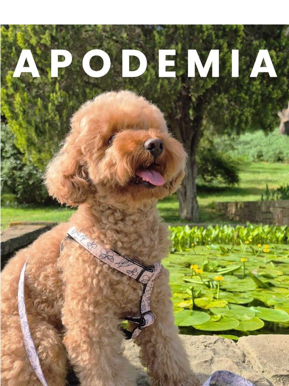 El mejor vestido del parque 🐾