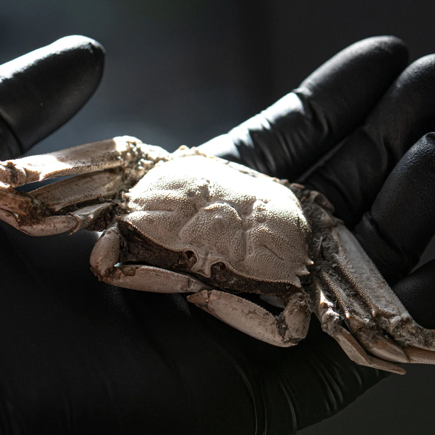 Image of Fossil Crab - 6.004" Macrophthalmus - 2,580,000 Years Old