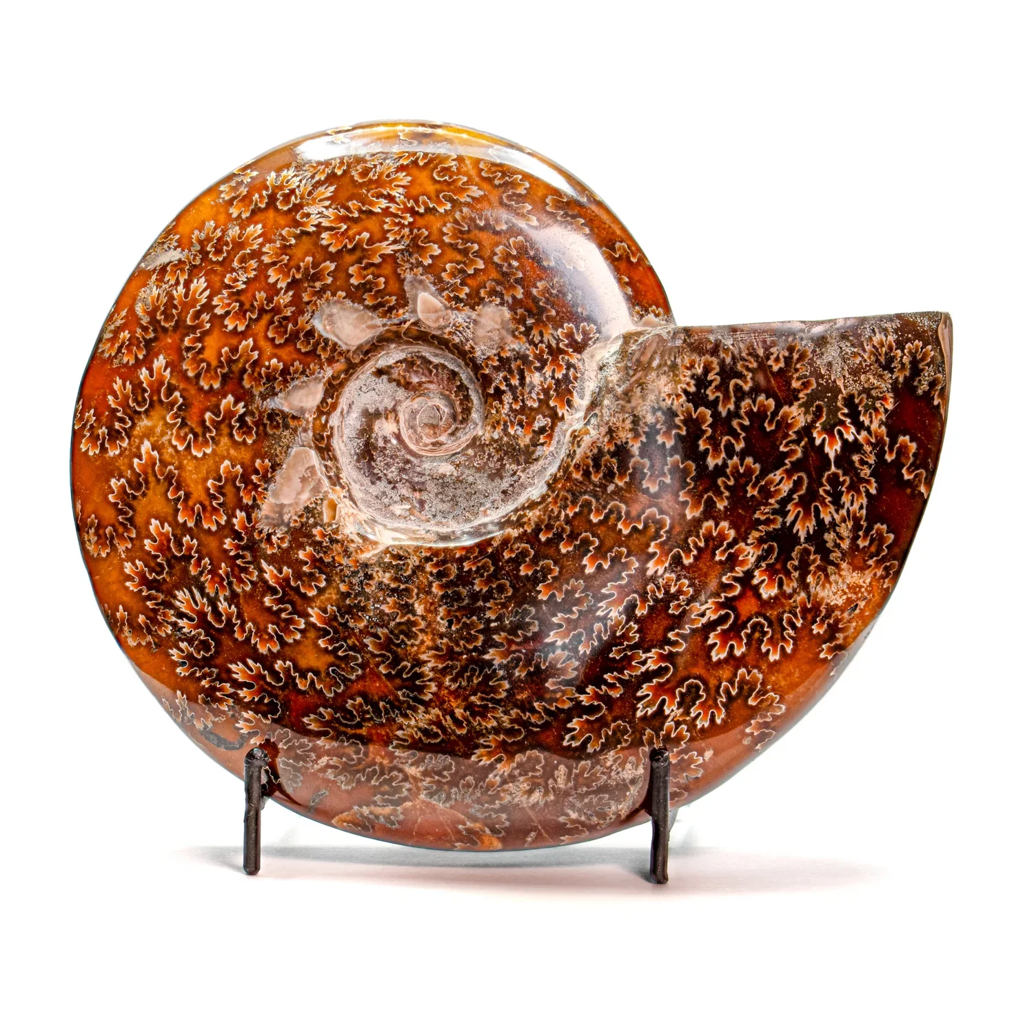 Image of Polished Sutured Ammonites
