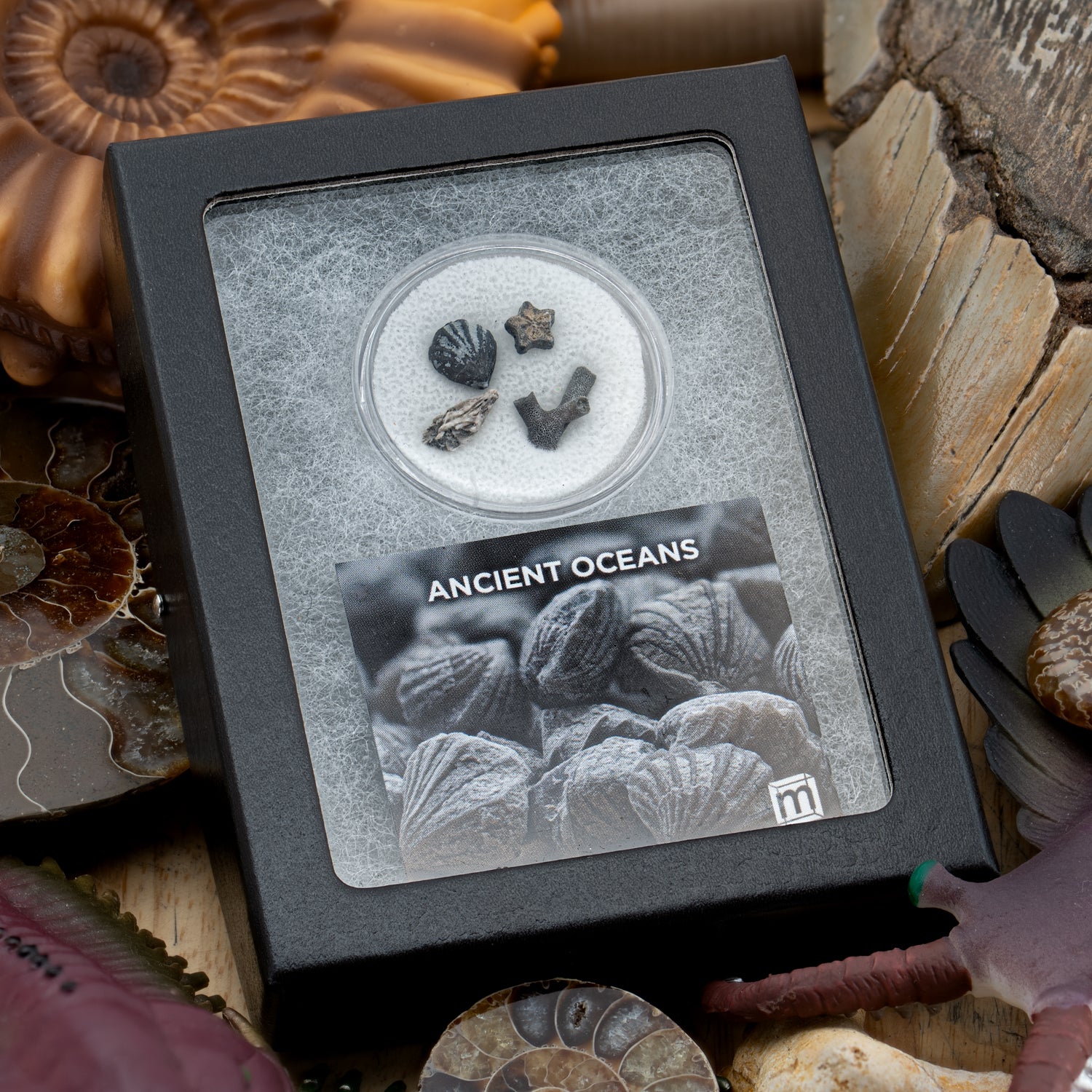 Image of Ancient Oceans - 4-in-1 Fossil Specimen Collection