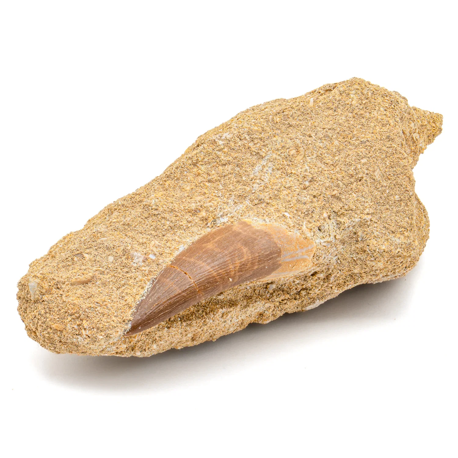 Image of Plesiosaur Teeth in Matrix