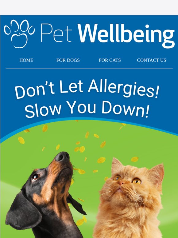 Itchy Pets? These Allergy Tips Can Help