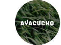 Aycucho