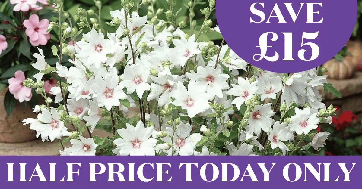 Save £45 + Free Delivery