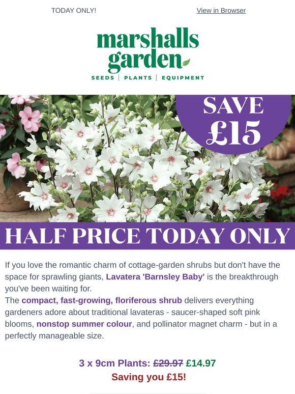 The Cottage Garden Classic - Half Price Lavetera 'Barnsley Baby'