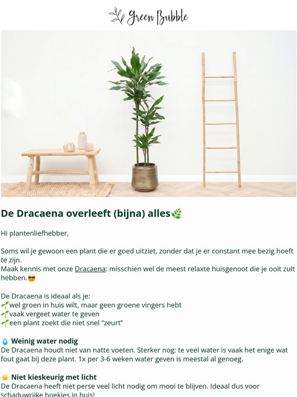 Waarom deze plant super makkelijk is🪴