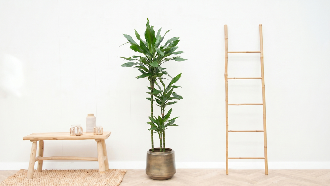 Green Bubble Dracaena