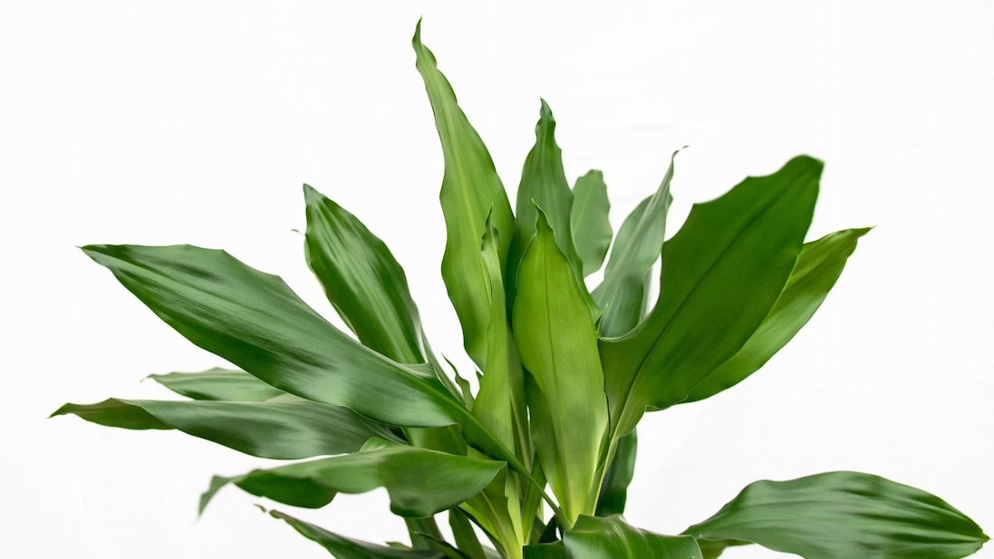 Green Bubble Dracaena
