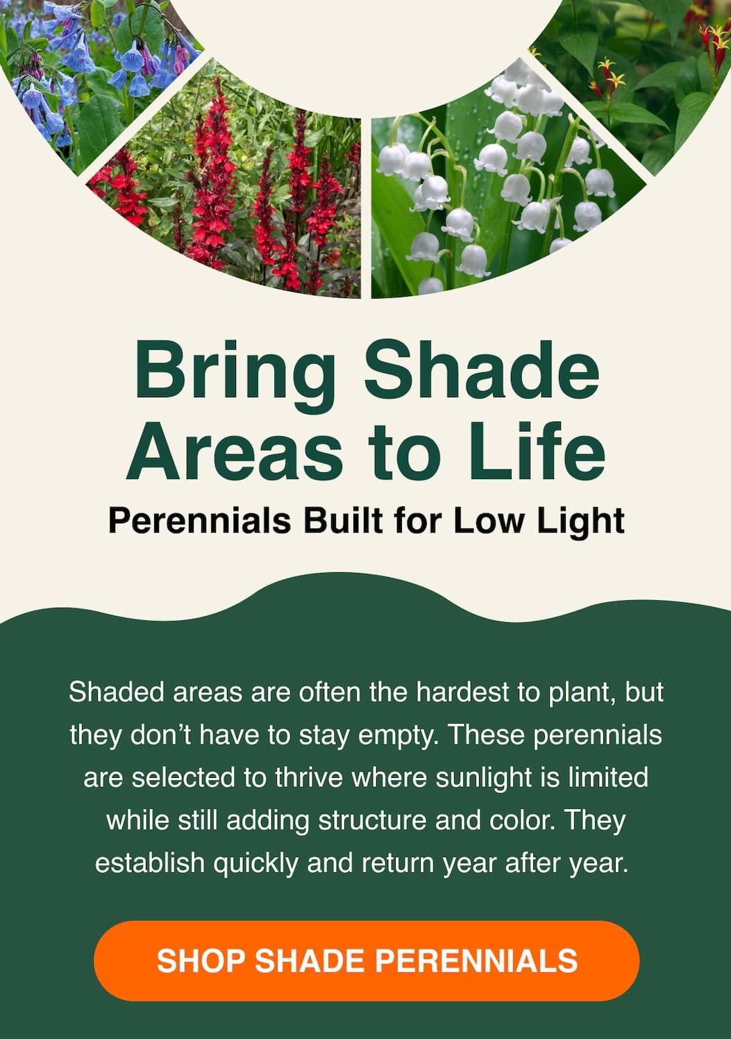 Bring shade areas to life. Shop shade perennials