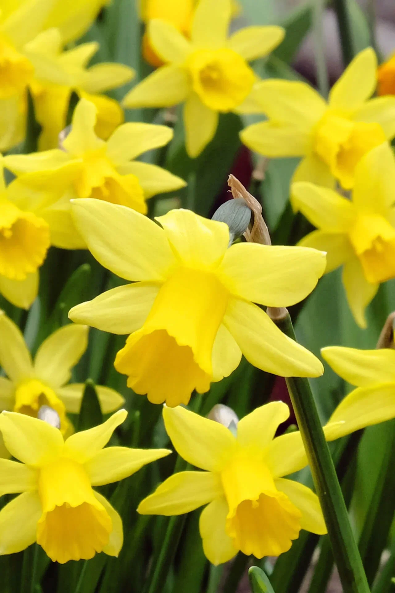 Image of Daffodil Plant