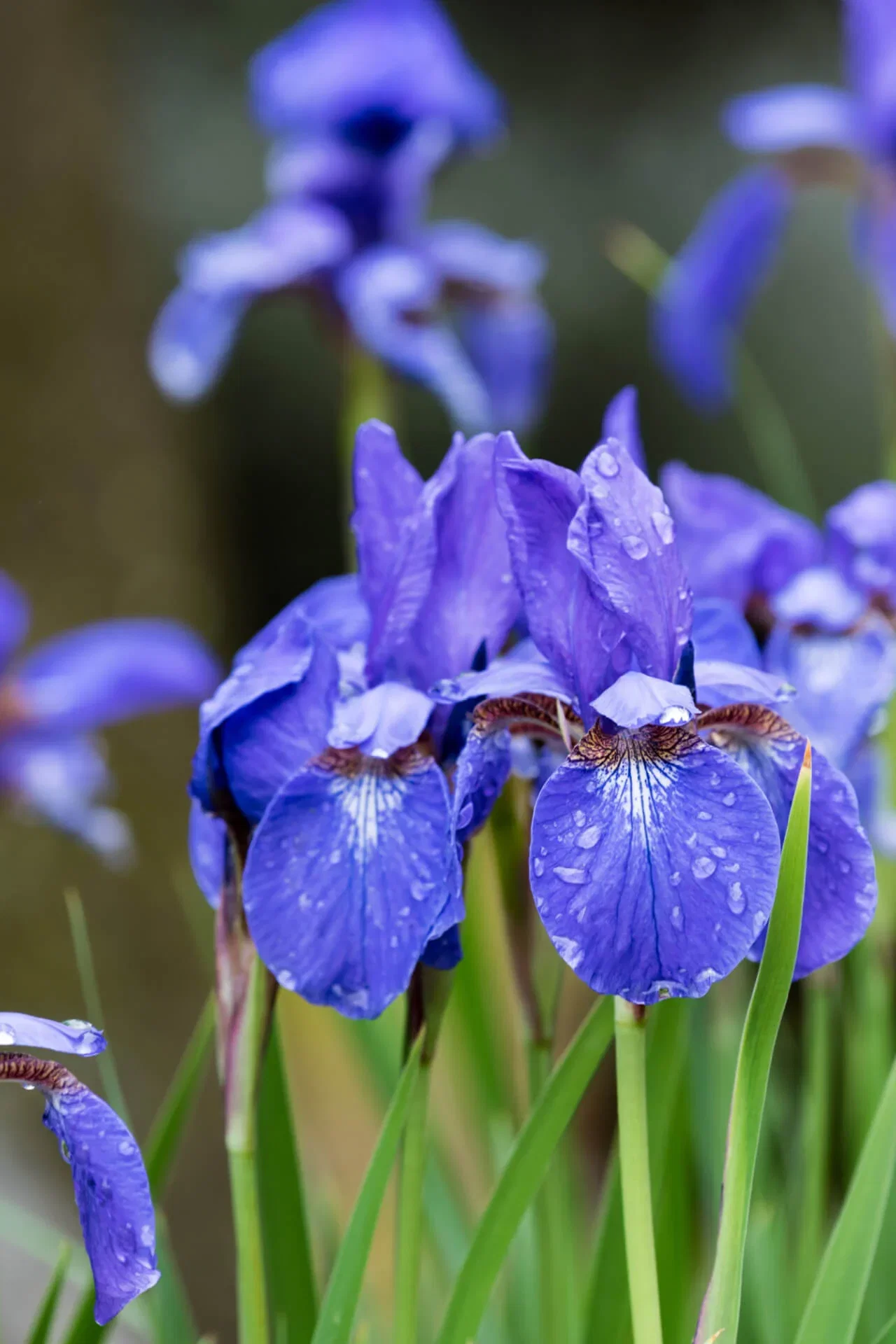 Image of Siberian Iris Plant