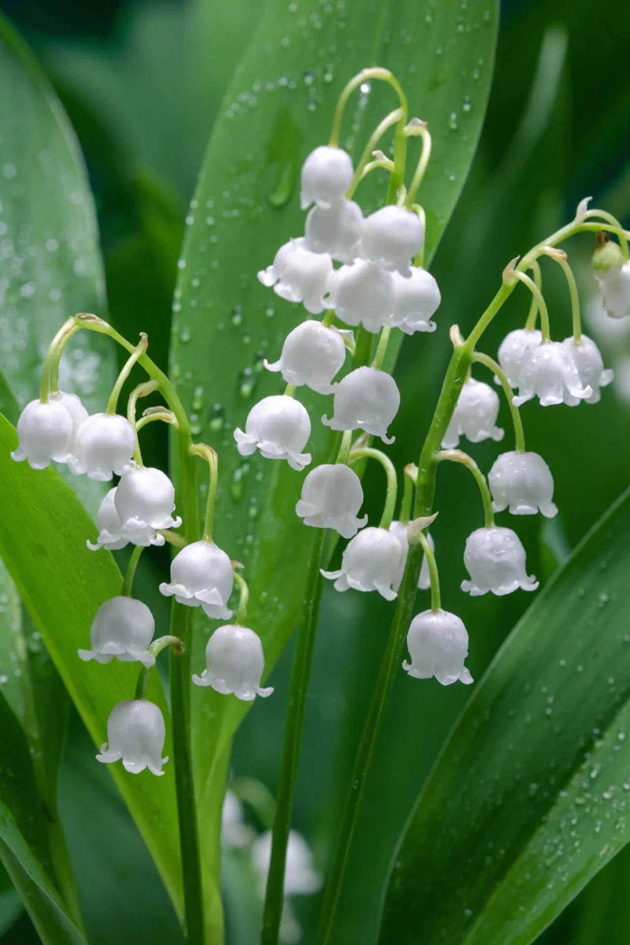 Image of Lily Of The Valley Plant
