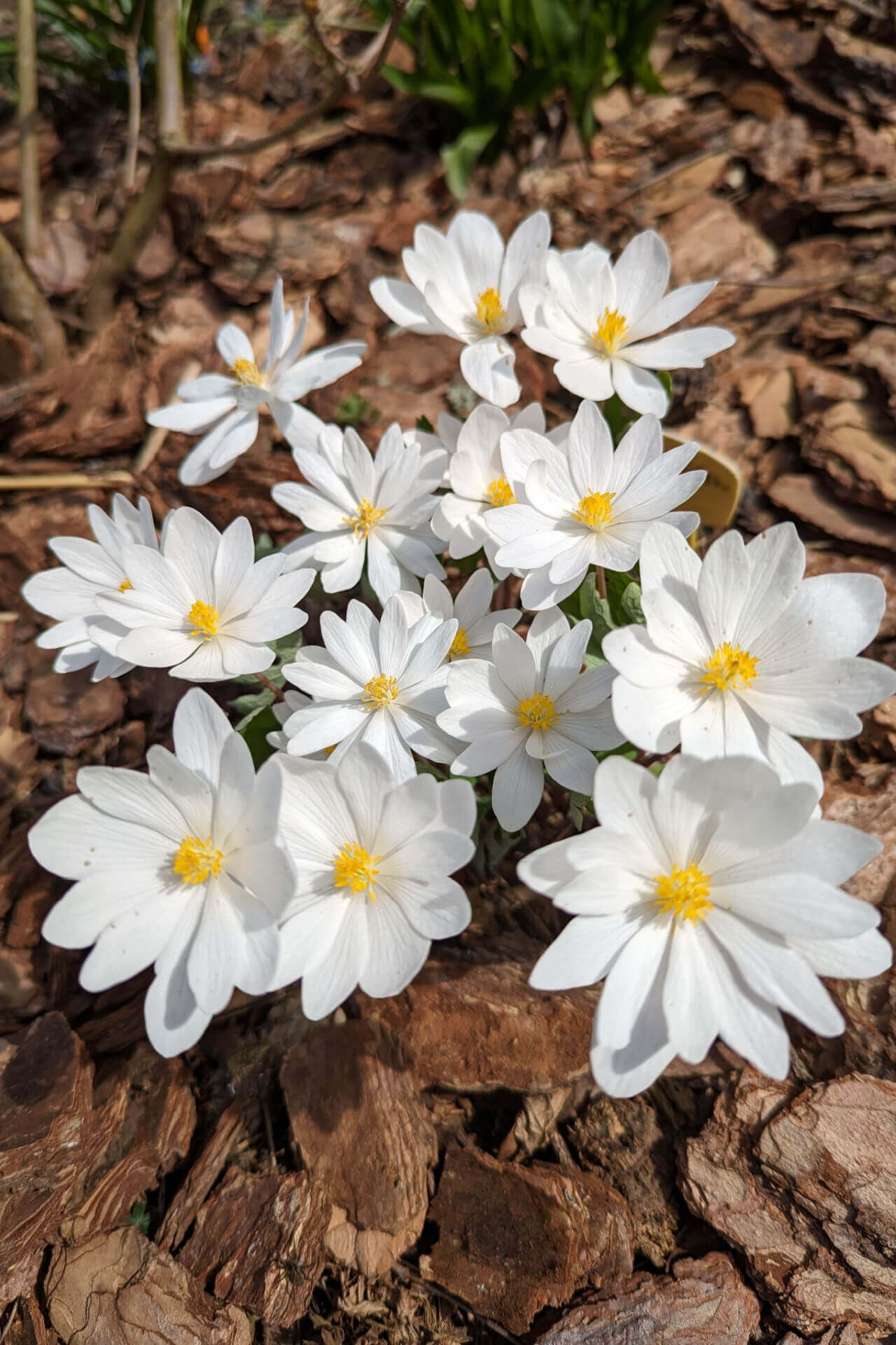 Image of Bloodroot Plant