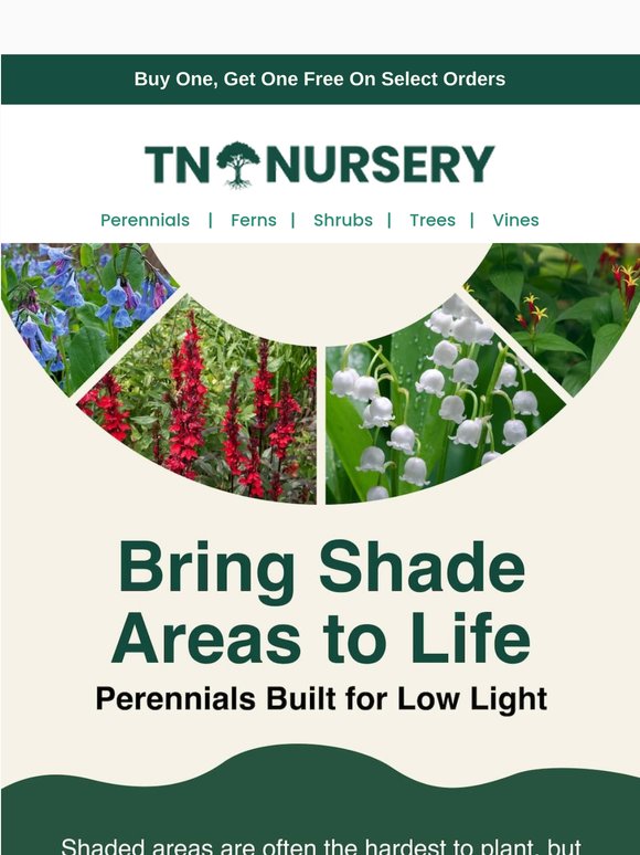 Perfect Plants for Shaded Spaces