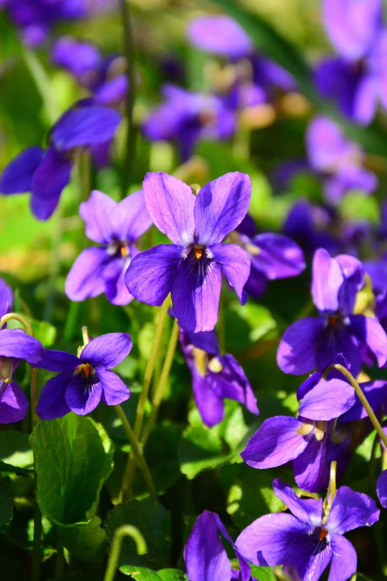 Image of Sweet Violet Plant