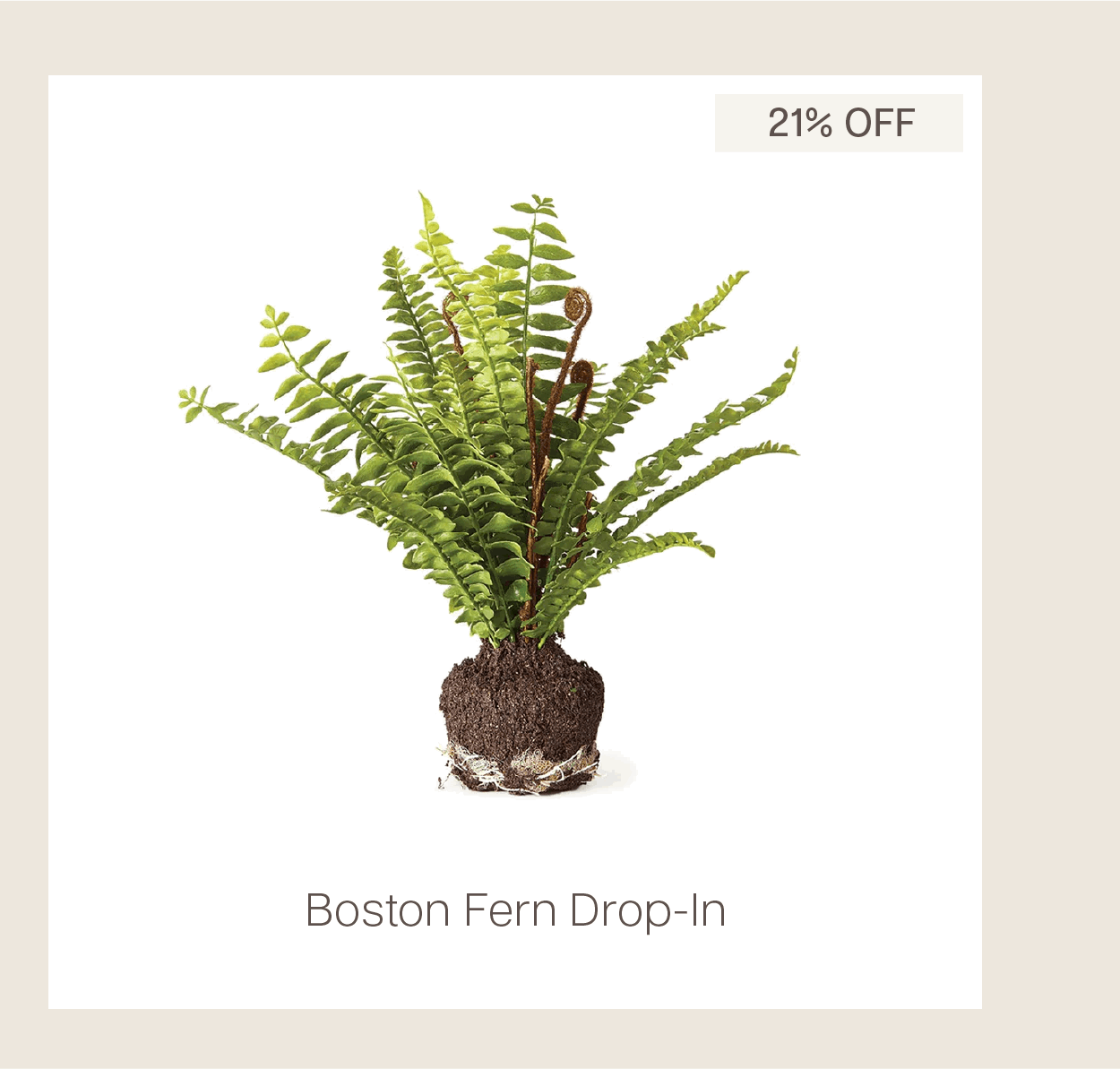 Boston Fern Drop-In
