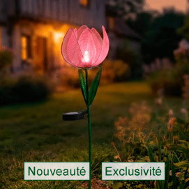 la tulipe solaire