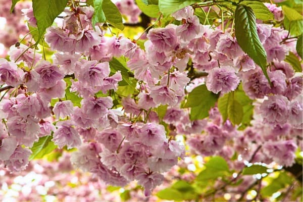 Beautiful garden