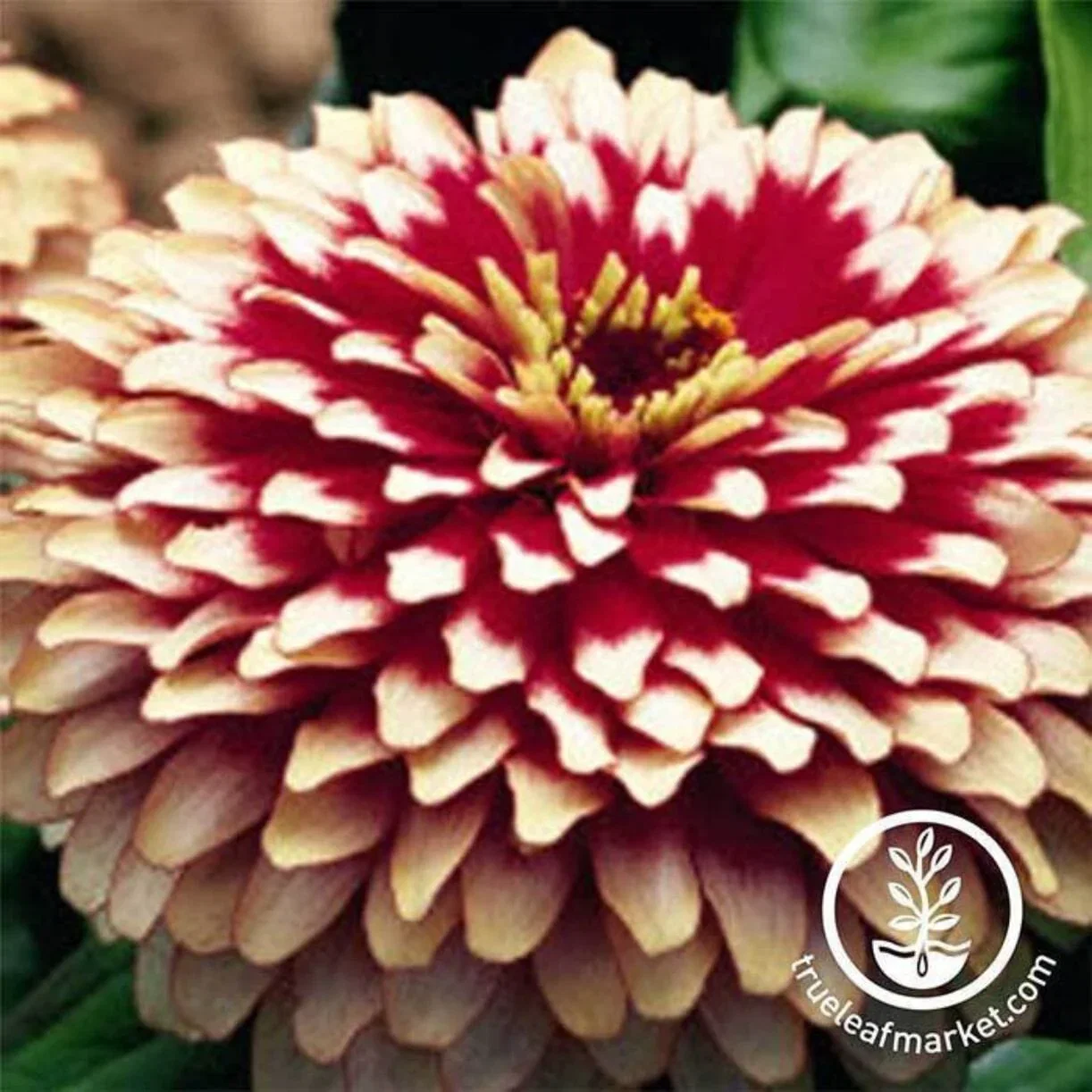 Zinnia Seeds - Swizzle Series