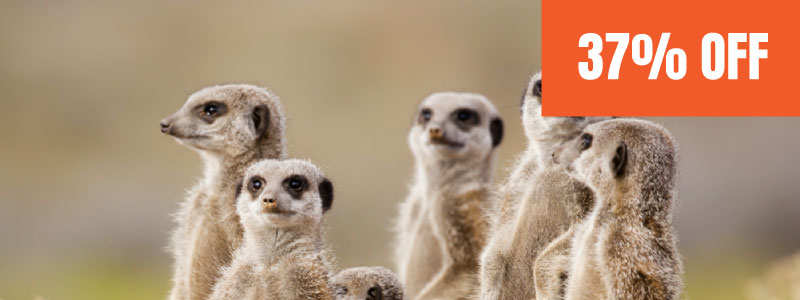 Meerkat Encounter for Two £49 save 35%