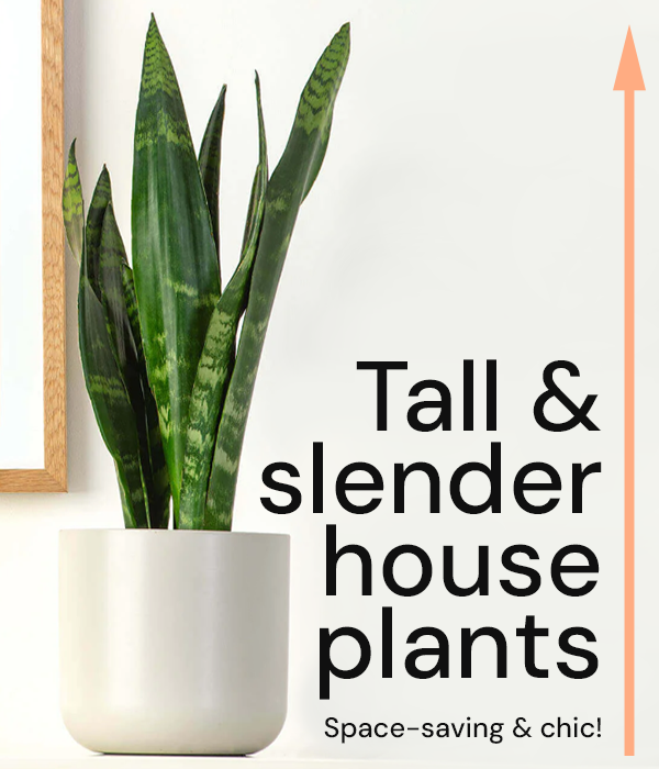 Tall & slender house plants