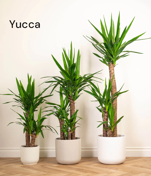 Yucca